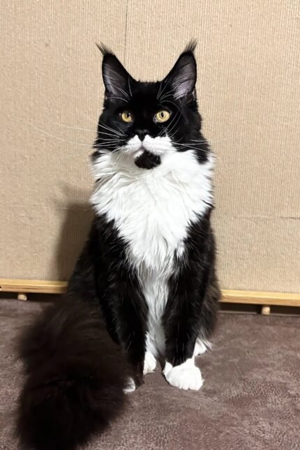 Faust | Maine Coon Kitten