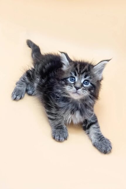 Feby | Maine Coon Kitten