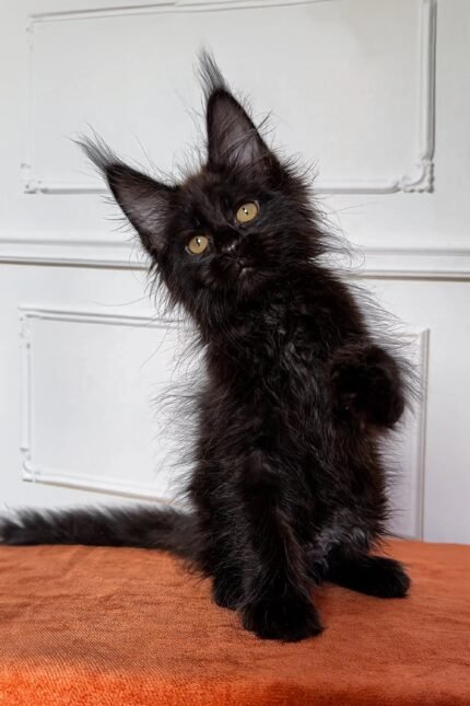 Fedir | Maine Coon Kitten