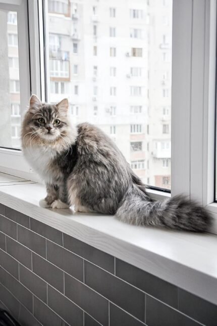 Feya Dubravushka | Siberian Kitten