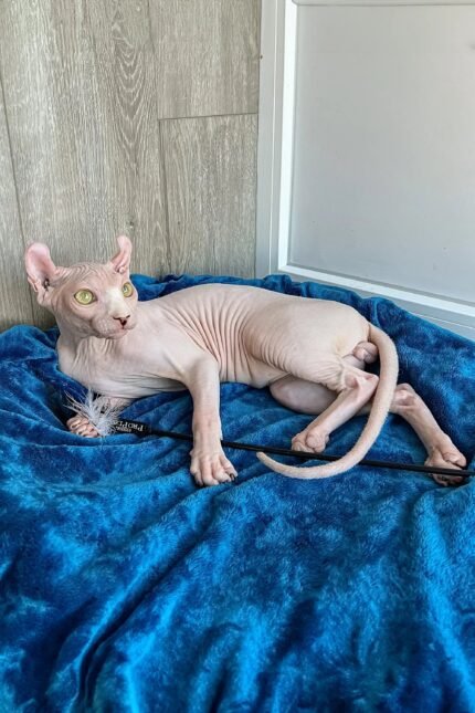 Fidel | Elf Sphynx Kitten