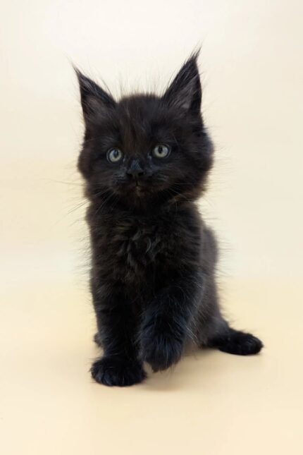 Fif | Maine Coon Kitten