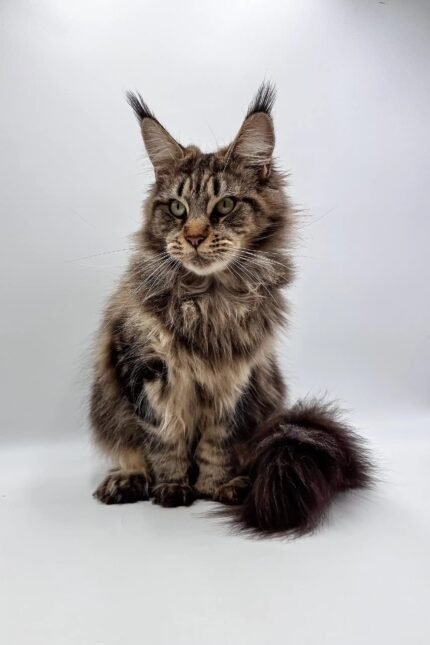 Firuza | Polydactyl Maine Coon Kitten