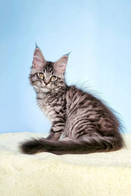 Flip | Maine Coon Kitten