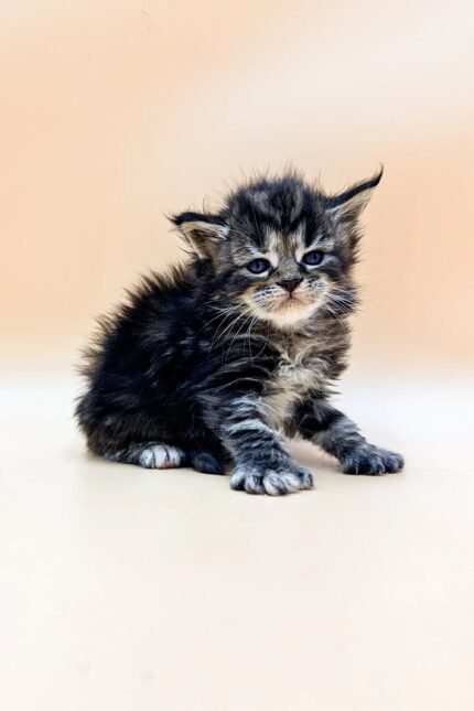 Flory | Polydactyl Maine Coon Kitten