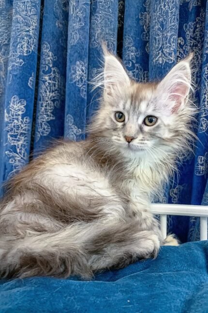 Fontana | Maine Coon Kitten