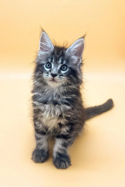 Forbes | Maine Coon Kitten