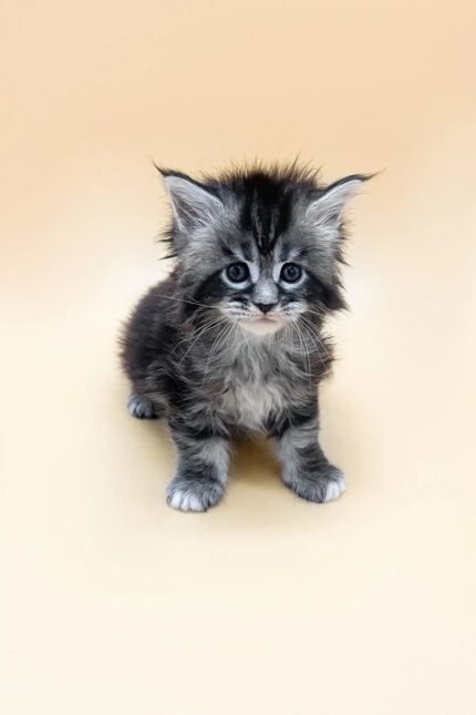 Francheska | Maine Coon Kitten