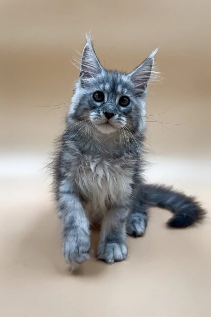 Francis | Maine Coon Kitten