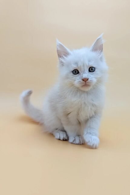 Fred | Maine Coon Kitten