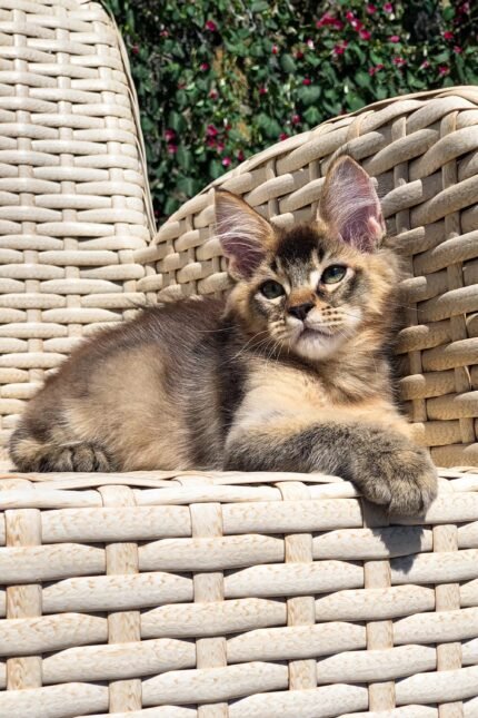 Fremont | Golden Maine Coon