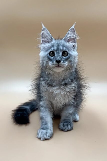 Frendi | Maine Coon Kitten