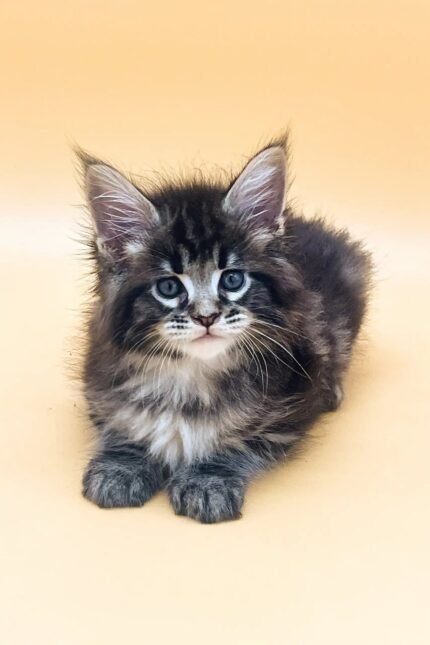 Frenk | Maine Coon Kitten