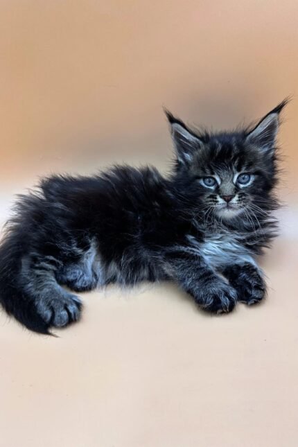 Frey | Maine Coon Kitten