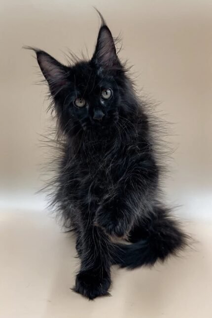 Frida | Maine Coon Kitten
