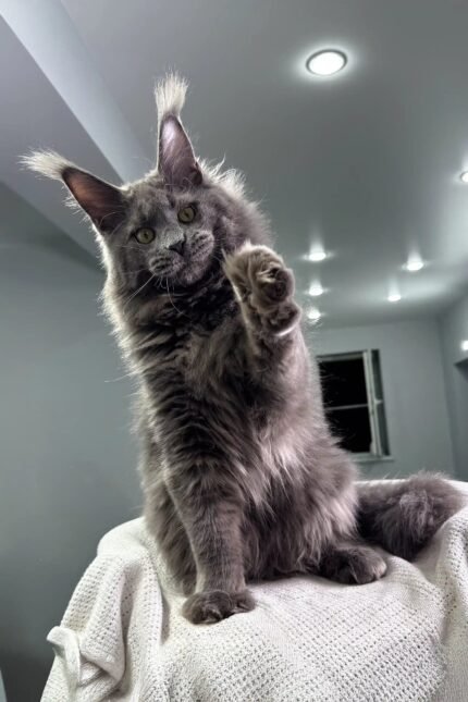 General | Maine Coon Kitten