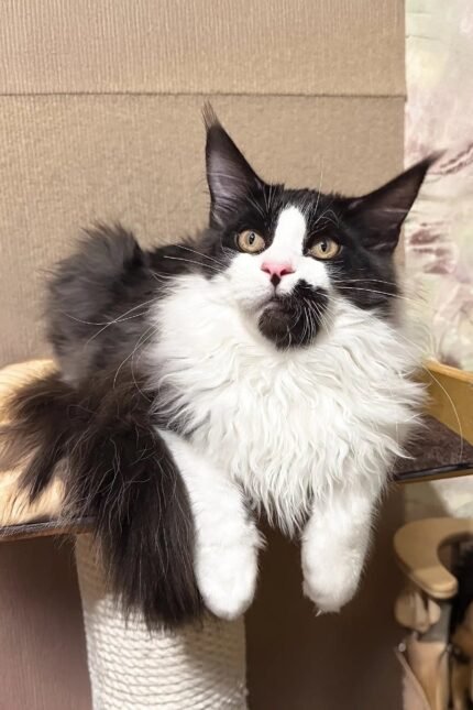 Gentleman | Maine Coon Kitten