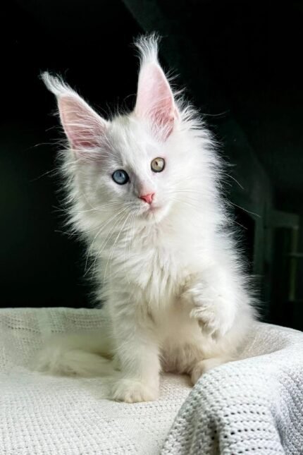 Gentleman | Maine Coon Kitten