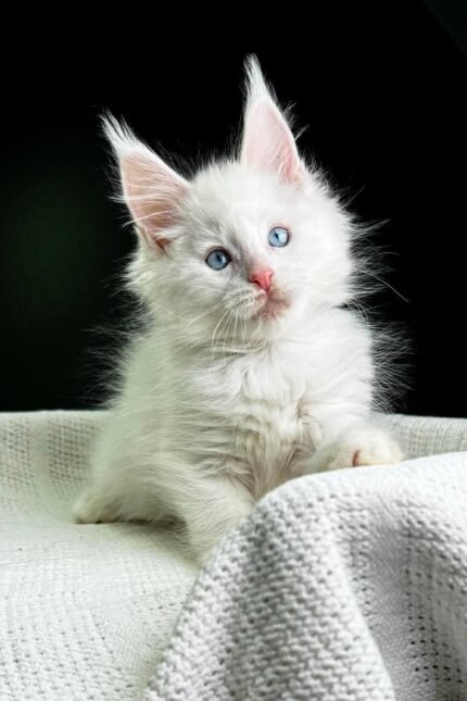 Grand Amour | Maine Coon Kitten