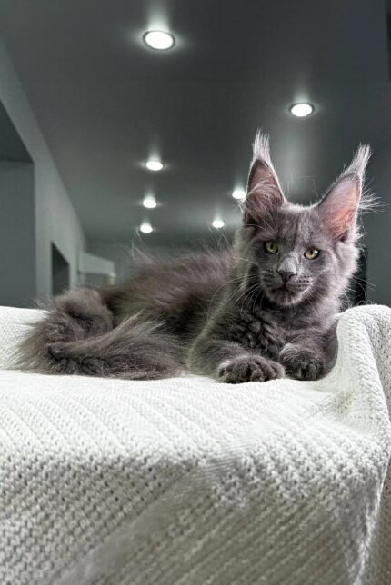 Granddame | Maine Coon Kitten