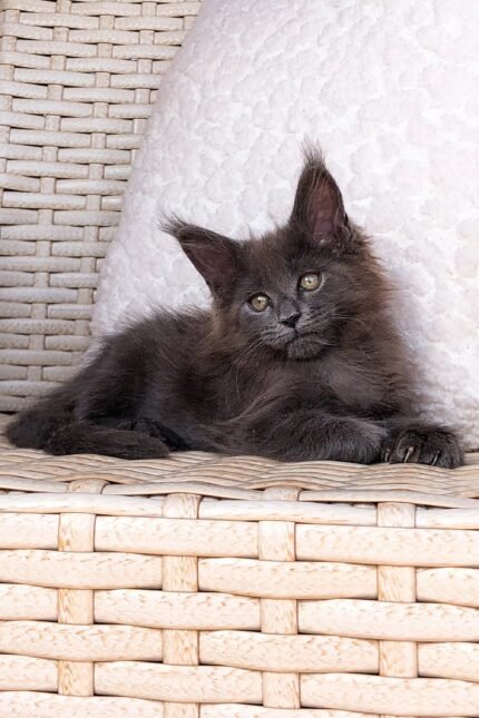 Greta | Maine Coon Kitten