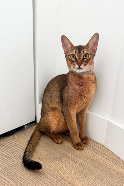 Grey | Abyssinian Kitten