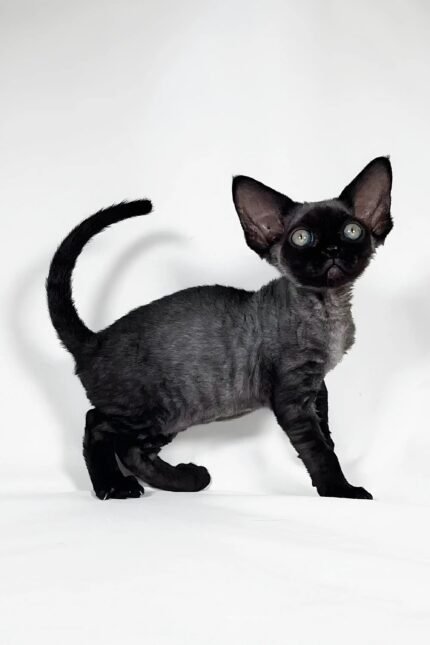 Gucci | Devon Rex Kitten