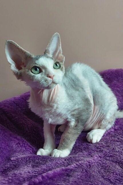 Hank | Devon Rex Kitten