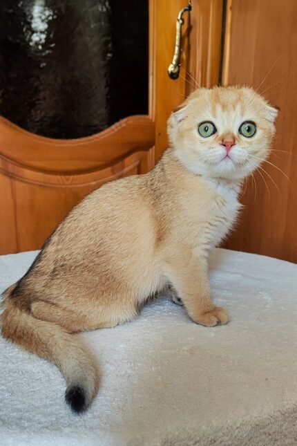 Hanuka | Scottish Fold Kitten