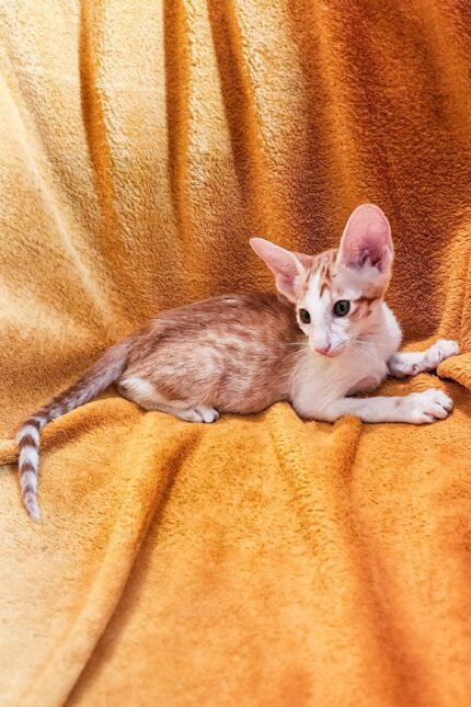 Harvey | Oriental Kitten