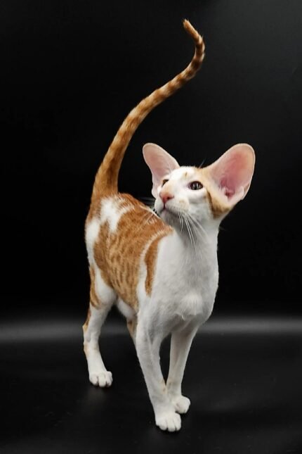 Hector | Oriental Kitten