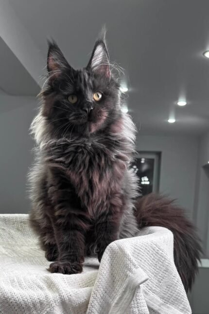 Helen | Maine Coon Kitten