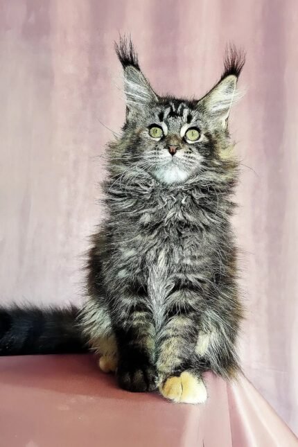 Helga | Maine Coon Kitten