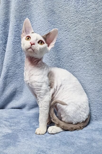 Henk | Devon Rex Kitten