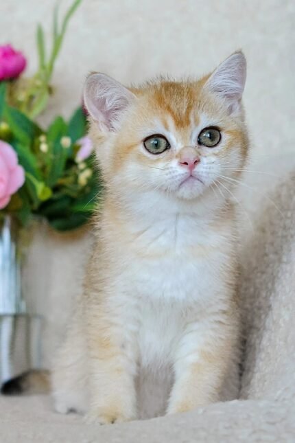 Henry | Scottish Straight Kitten