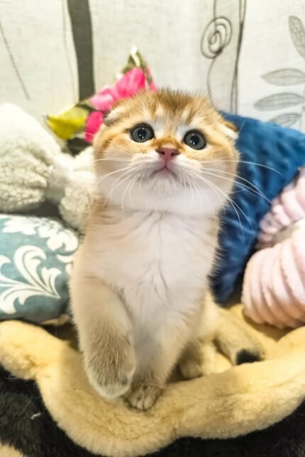 Hermes | Scottish Fold Kitten