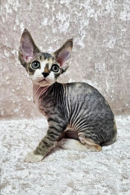 Hermione | Devon Rex Kitten