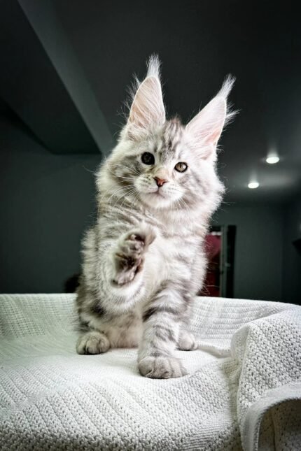 Highland | Maine Coon Kitten