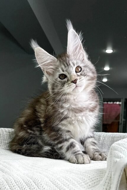 Highspirit | Maine Coon Kitten