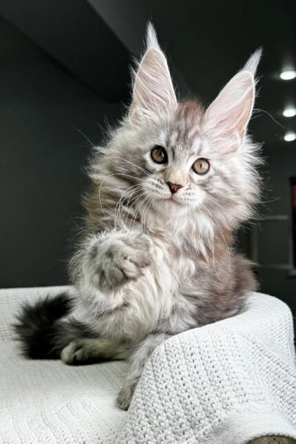 Hitcher | Maine Coon Kitten