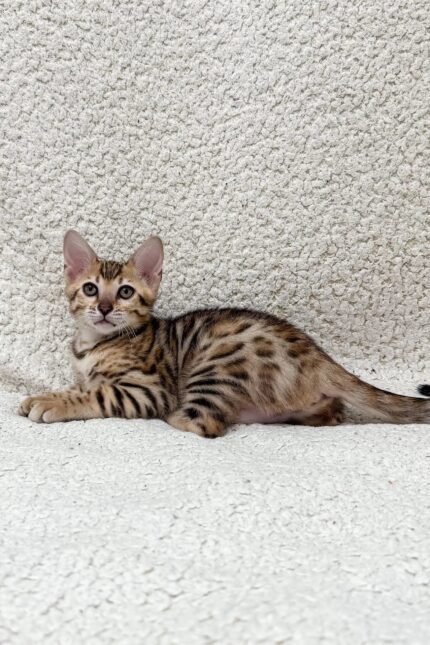 Holly | Bengal Kitten