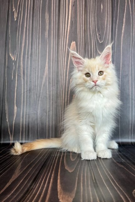 Icecon | Maine Coon Kitten