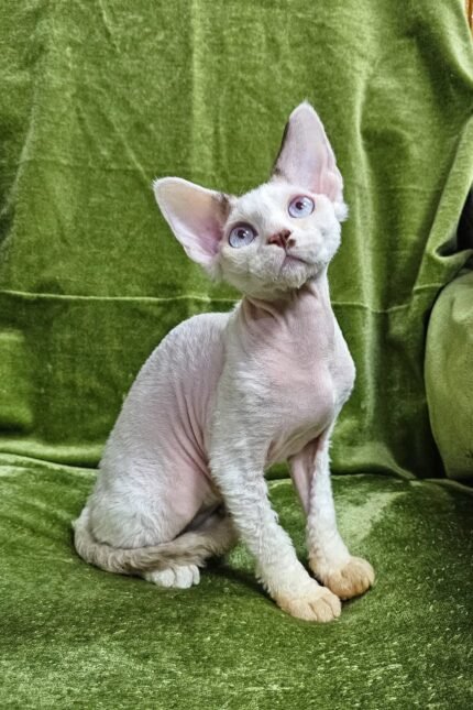 Icecream | Devon Rex Kitten