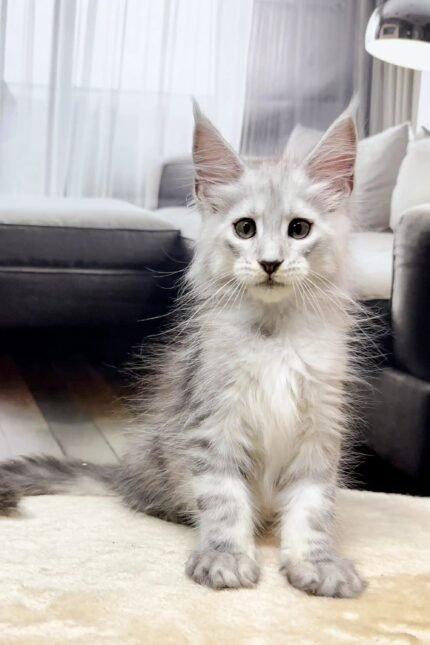 Iceman | Maine Coon Kitten