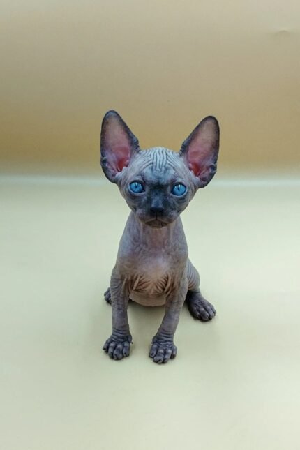 Icey | Sphynx Kitten