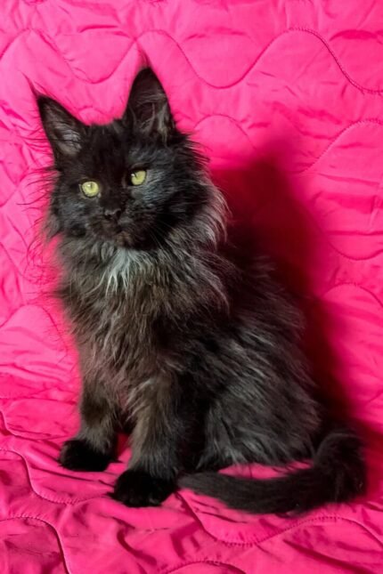 Ida | Maine Coon Kitten