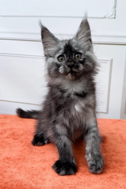 Ignat | Maine Coon Kitten