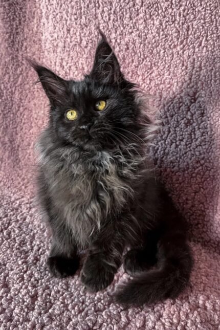 Ilona | Maine Coon Kitten