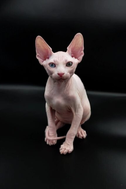 Indigo | Sphynx Kitten