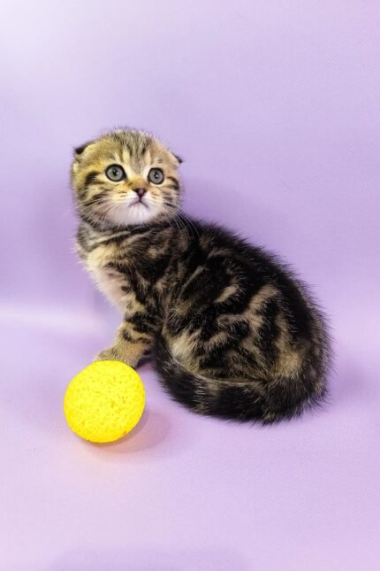 Ines | Scottish Fold Kitten